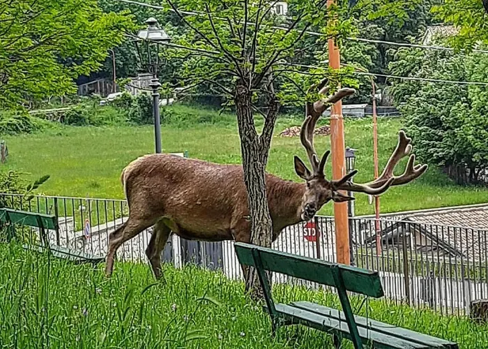 Domus Angela Casa vacanze *